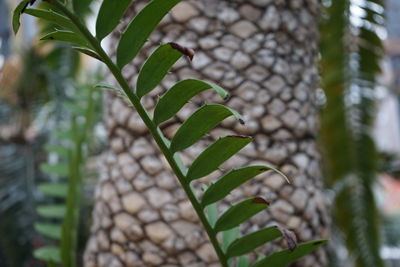 Close-up of fresh  green branch against palm-tree's trunk 