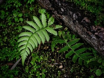 Close-up of fern in forest