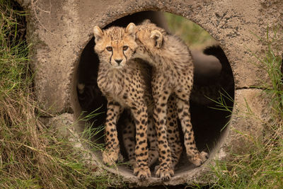 Young cheetahs inside concrete pipe