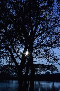 Low angle view of sunlight streaming through silhouette tree