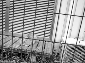 Close-up of window in cage