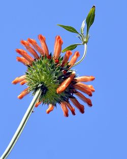 Close-up of flowering plant against blue sky