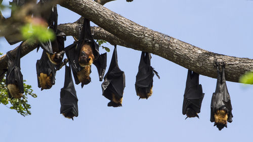 Low angle view of clothes hanging against the sky