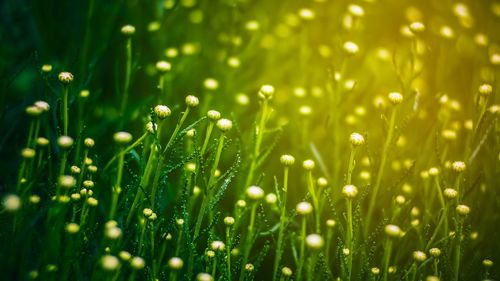 Close-up of wet grass