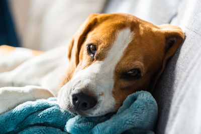 Beagle dog tired sleeps on a cozy sofa in bright room. canine theme