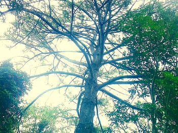 Low angle view of bare trees