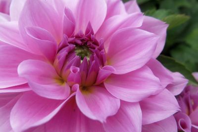 Close-up of pink flowers blooming outdoors