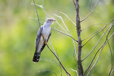 Close-up of bird perching on plant