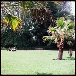 Trees in park