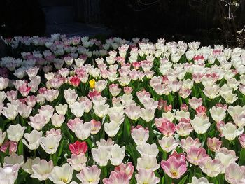 Close-up of pink flowers