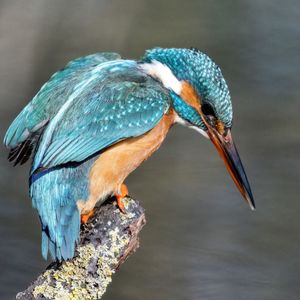 Close-up of bird perching on wood