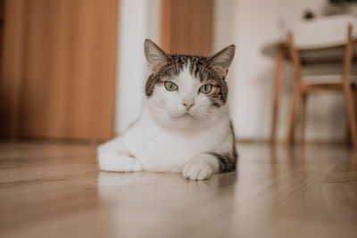 pet