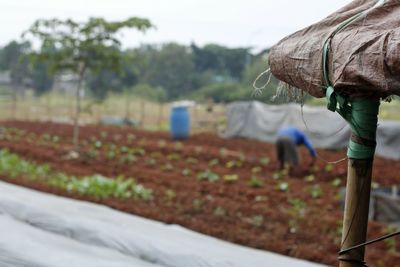 Close-up of a farm