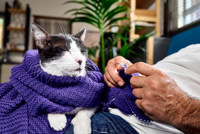 Man sitting on sofa knits a violet wool scarf plays with his cat while knitting as part of his hobby