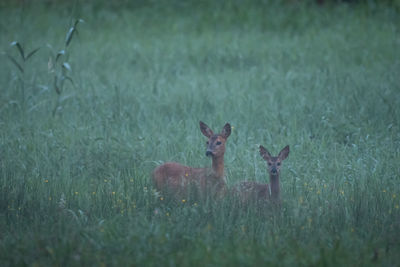 Portrait of deer in a field