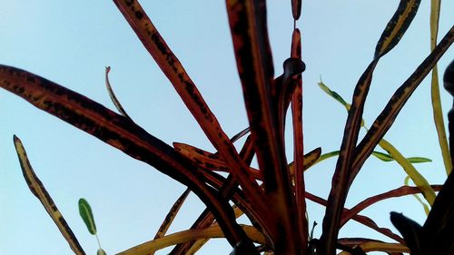 Low angle view of plants against sky