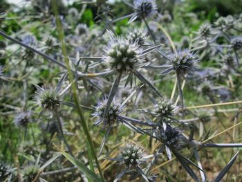 Close-up of flowers