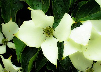 Close-up of white flowers