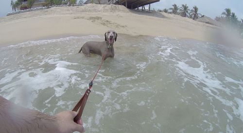 Cropped image of dog in water