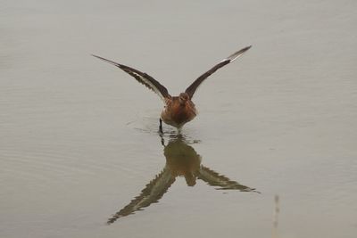 Close-up of lizard on water