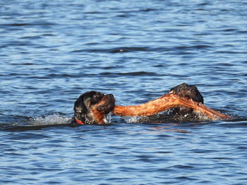 Two rottweilers retrieving branch in water