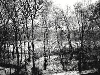 Bare trees in forest against sky