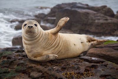 Portrait of seal relaxing on rock against sea