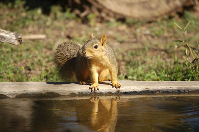 Squirrel on wood