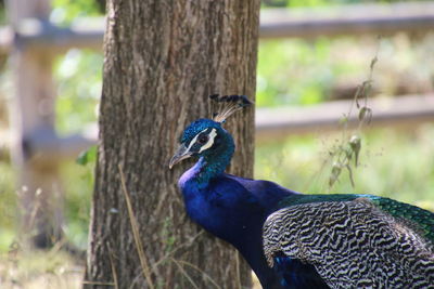 Close-up of peacock perching on tree trunk