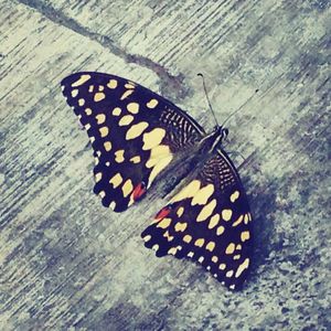 Close-up of butterfly on wood