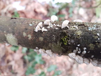 Close-up of moss growing on tree trunk