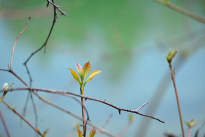 Close-up of flowering plant