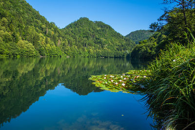 Trees are reflected on lake levico with the mountains in the background in trento, italy