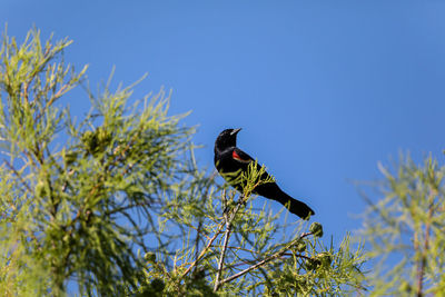 Male red-wing blackbird agelaius phoeniceus perches on the tall reeds and grass in a pond in naples