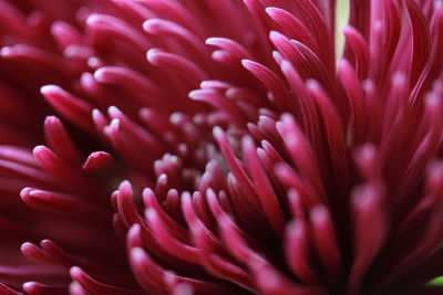 Close-up of pink rose flower