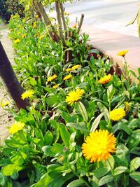 Close-up of yellow flowers blooming outdoors