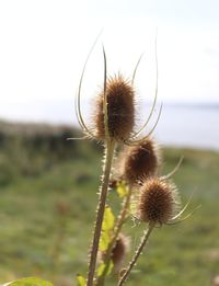 Close-up of dry thistle on field against sky