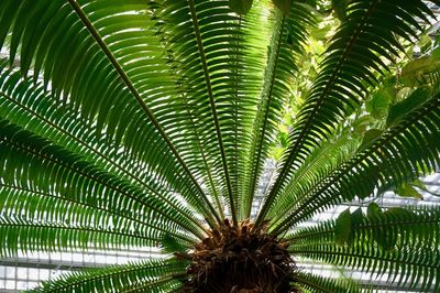 Low angle view of palm tree