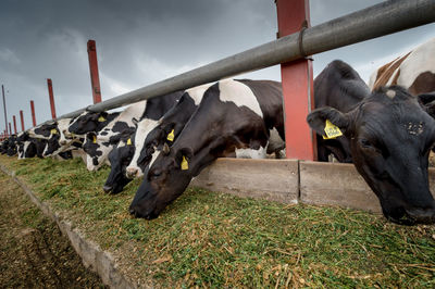 Cows grazing against the sky