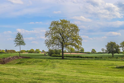 Trees on field against sky