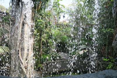 Scenic view of waterfall in trees