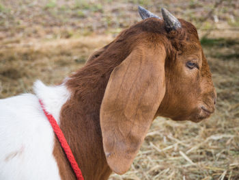 Close-up of a horse on field