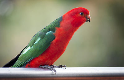 Close-up of parrot perching on railing