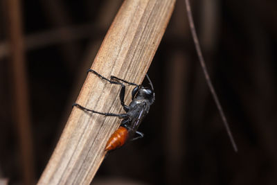 Close-up of insect on wood