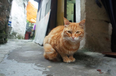 Front view of cat sitting on floor