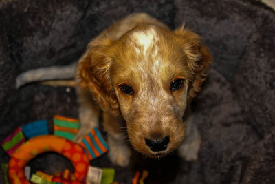 Close-up portrait of dog