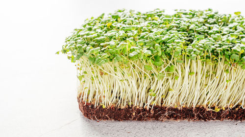 Arugula microgreens sprouts on the table