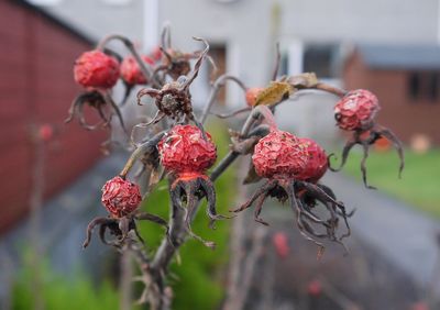 Close-up of red berries on tree