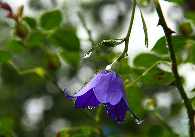 Close-up of wet purple flower blooming outdoors