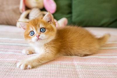 Portrait of cat lying on bed at home